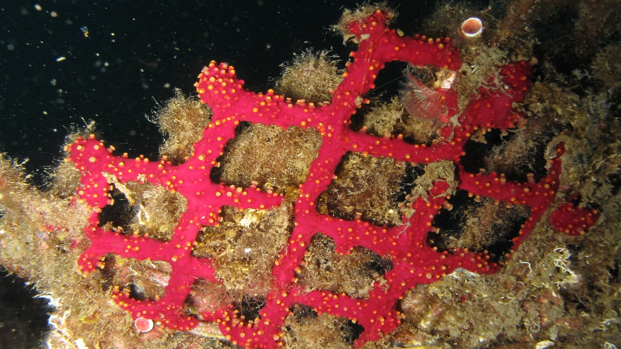 020 Alcyon encroutant (Alcyonium coralloides).JPG - Alcyon encroutant (Alcyonium coralloides)